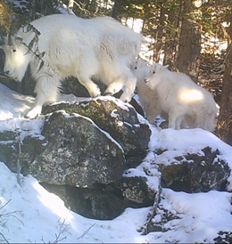 Mountain Goat Twins