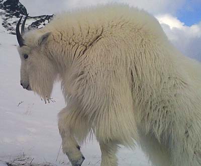 mountain goats in central British Columbia