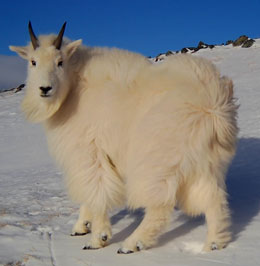 Mountain Goats