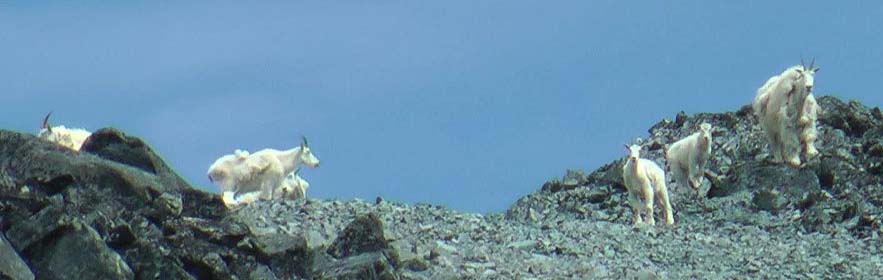 Group of mountain goats in high alpine