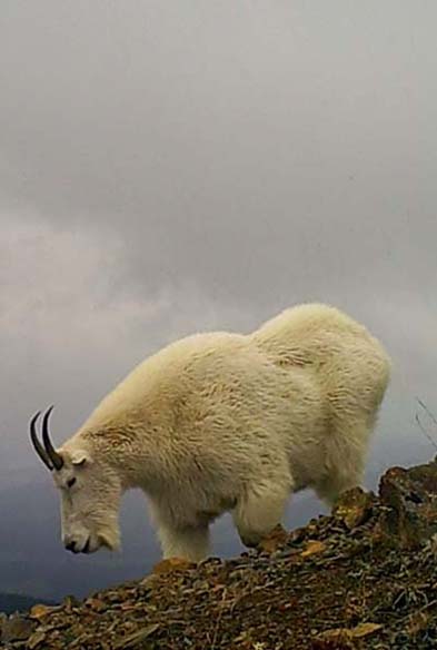 Mountain goat on remote ridge near Smithers BC Canada