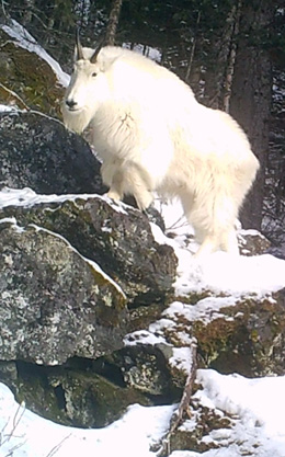 Mountain Goats